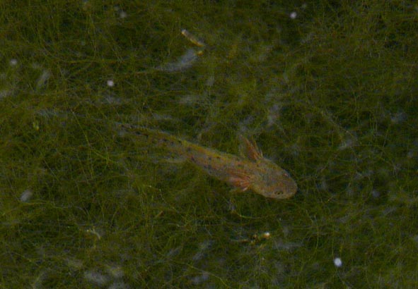 Il Laghetto del Centro di Entomologia - Piombino (LI)